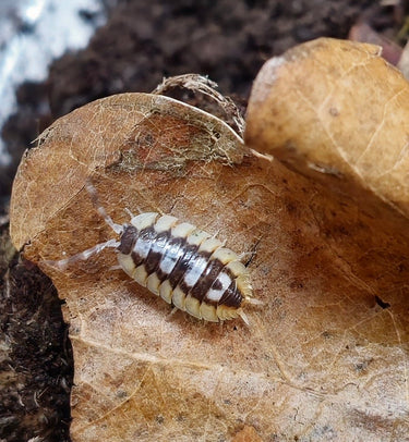 Porcellio Expansus Orange Tortosa Isopods
